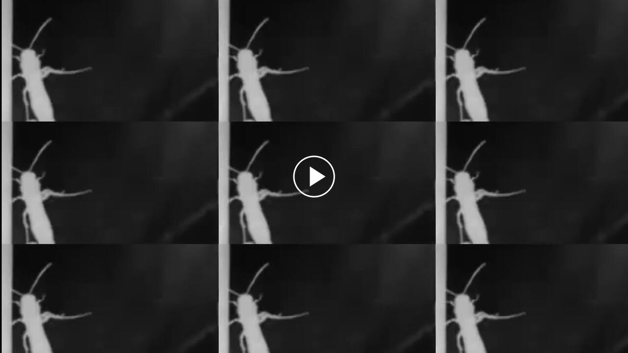 Sagartroid clip